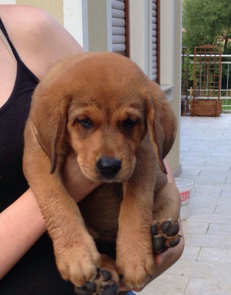 Eine Frau hält einen Welpen in ihren Armen und lächelt glücklich