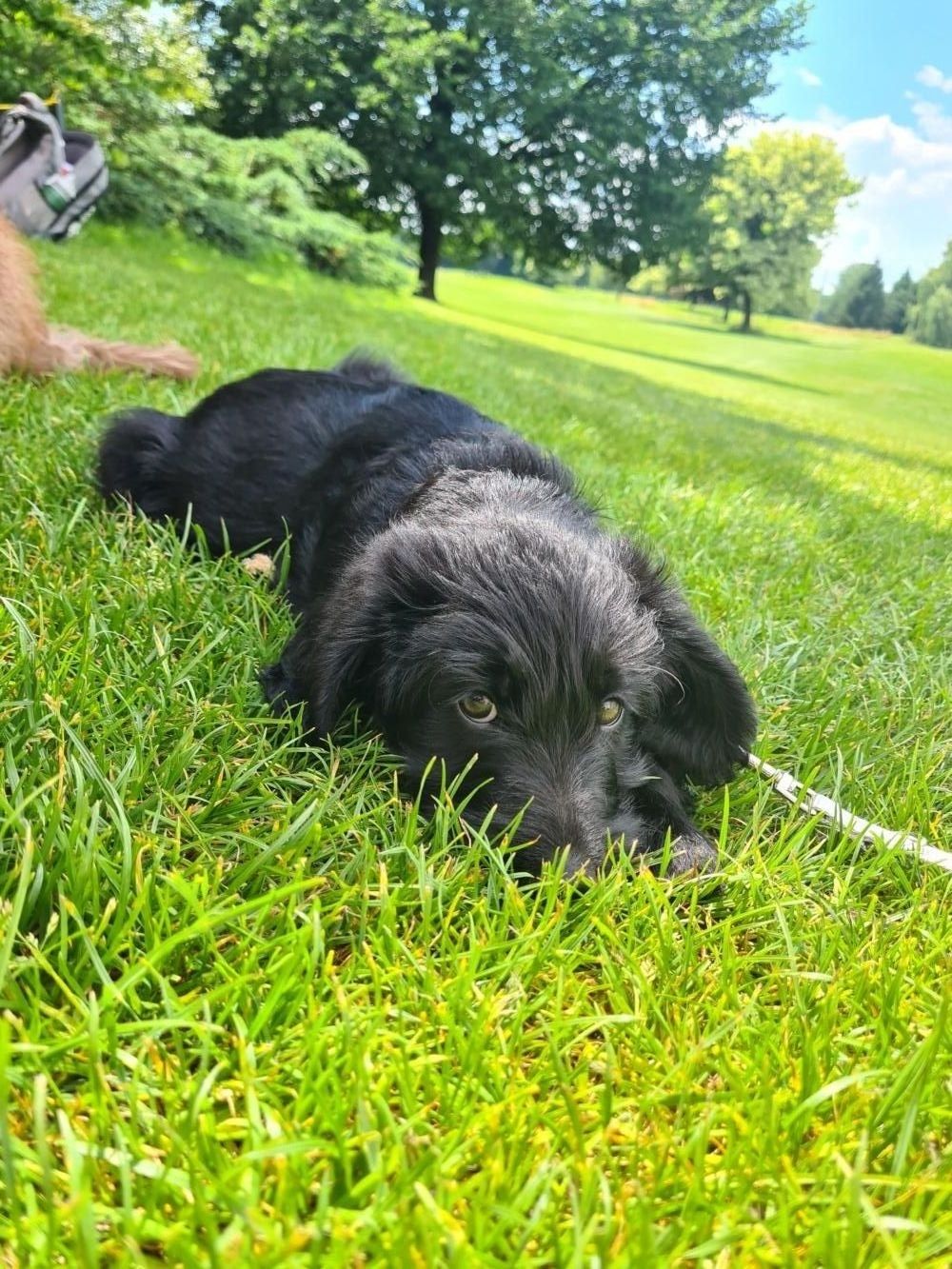 Baby Lotti auf der Wiese