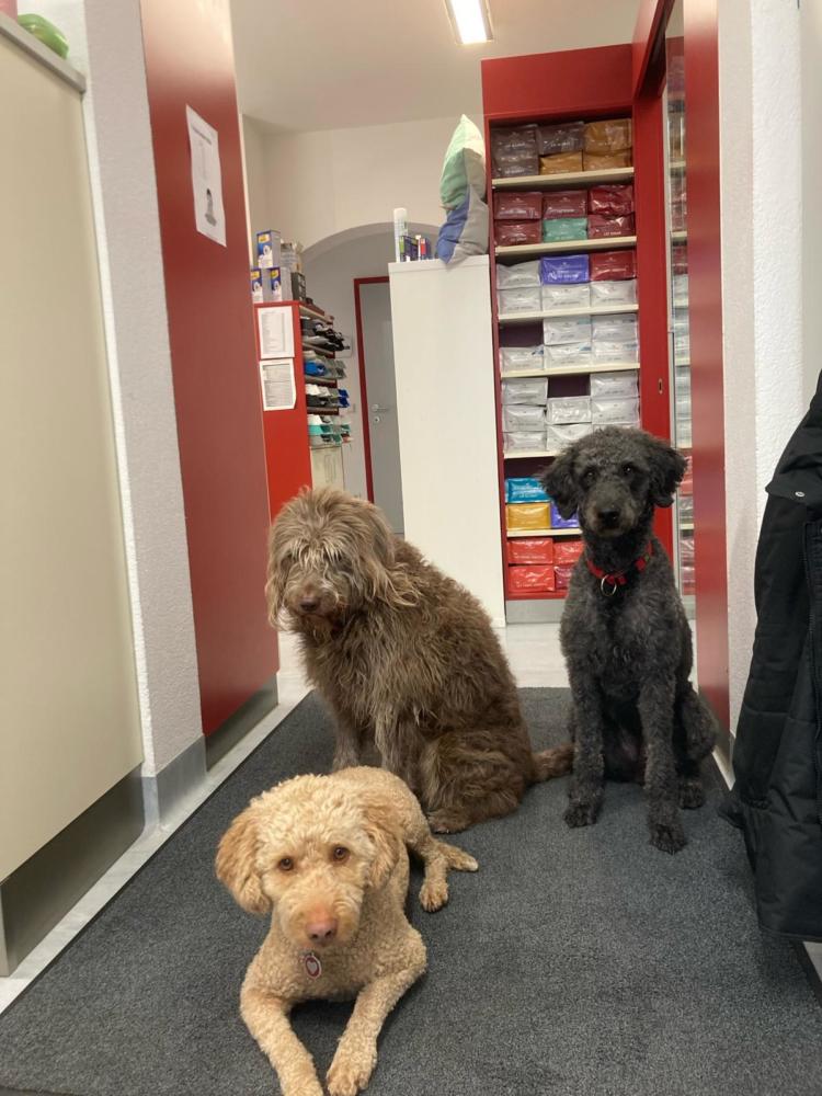 Bailey, Gulia und Schoki