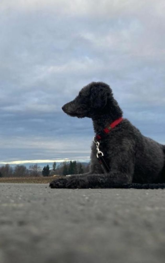 Bailey vor Himmel