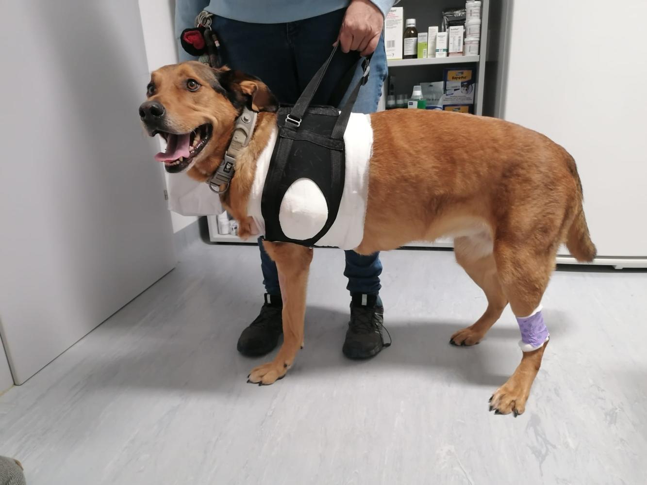 Ein Hund in einer Weste und fehlendem Beim steht in einem Raum und schaut aufmerksam in die Kamera