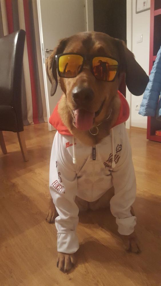 Ein Hund trägt Sonnenbrille und eine weiße Jacke, lässig und stilvoll posierend