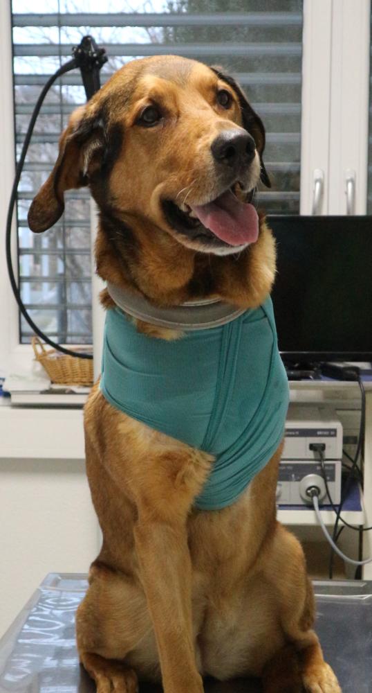 Ein Hund mit einem Verband um den Hals sitzt und schaut freundlich in die Kamera