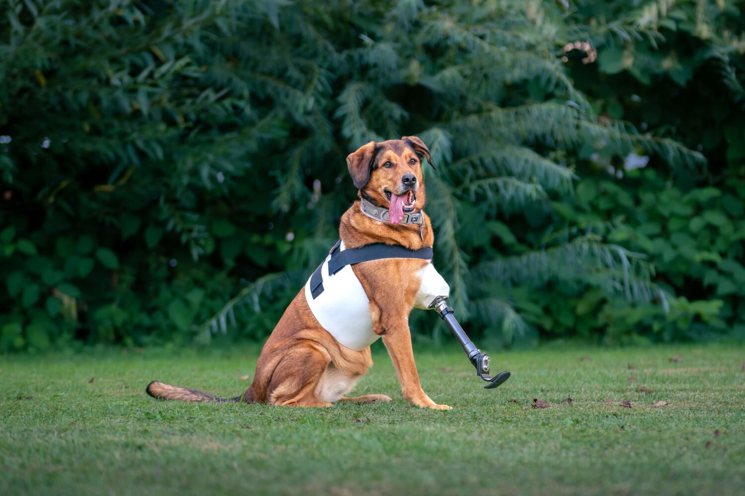 Ein Hund sitzt auf dem Gras und trägt eine Protese