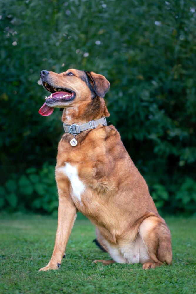 Ein Hund mit fehlendem Bein sitzt auf dem Gras und hat den Mund offen, als ob er glücklich oder aufgeregt wäre