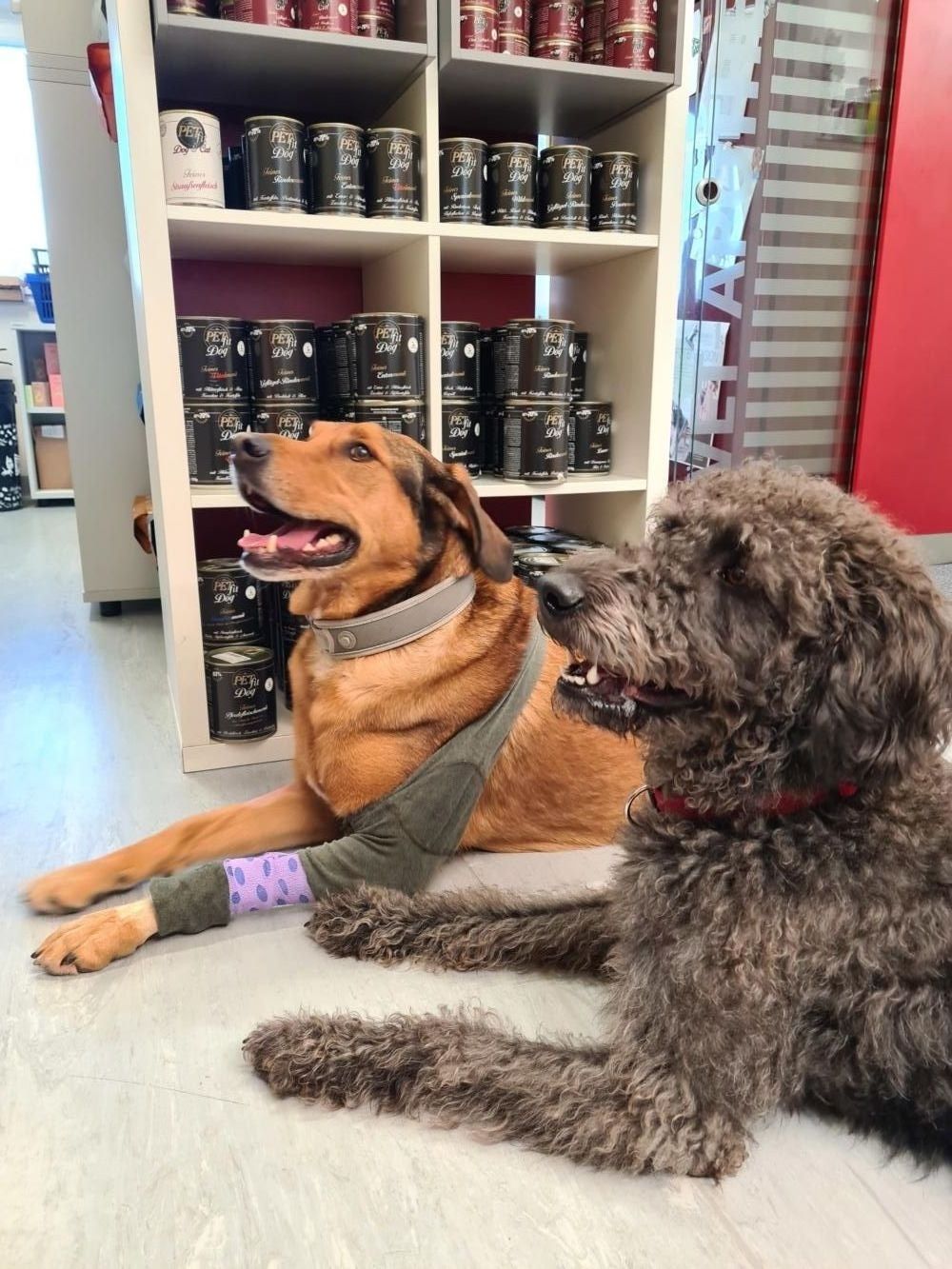 Biene-und-Baily-1333x1000