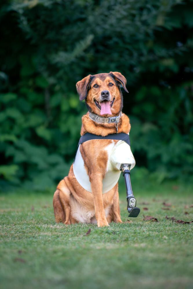 Ein Hund sitzt auf dem Gras und trägt eine Protese