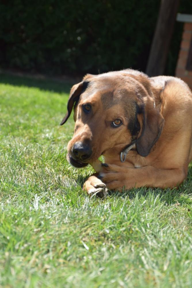 Ein Hund liegt entspannt auf dem Gras und kaut an einem Knochen