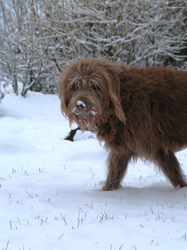 Schoki im Schnee