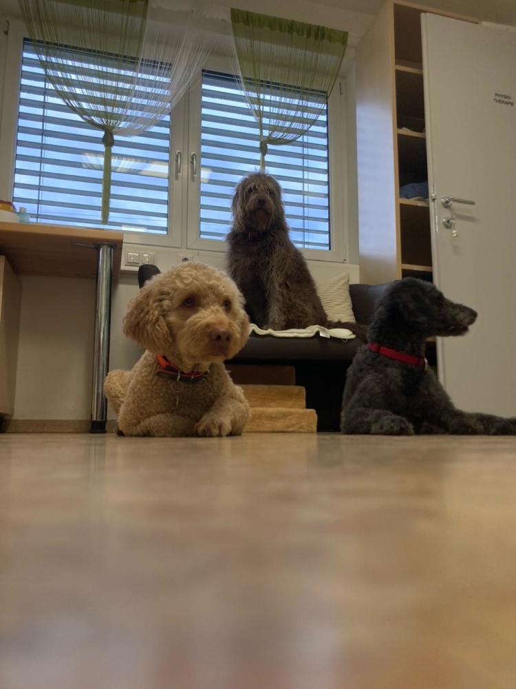 Gulia, Schoki und Baily