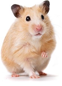 Ein Hamster steht auf seinen Hinterbeinen und schaut neugierig in die Umgebung