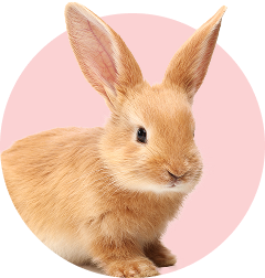 Ein kleiner brauner Hase sitzt in einem pinken, runden Hintergrund