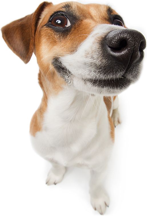Ein Hund schaut neugierig zur Kamera und zeigt seine freundlichen Augen