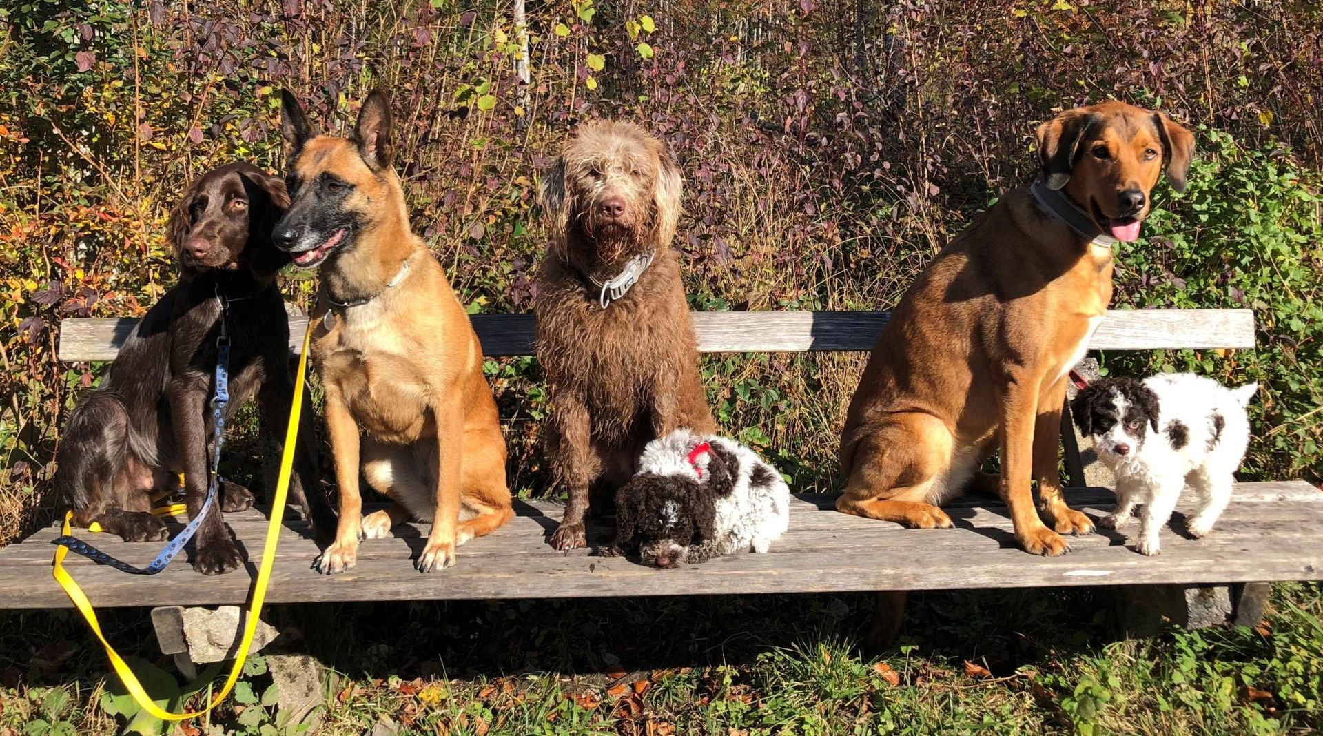 Eine Gruppe von Hunden sitzt auf einer Bank und schaut aufmerksam in die Kamera