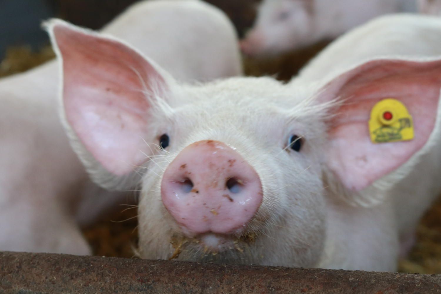 Schwein im Stall