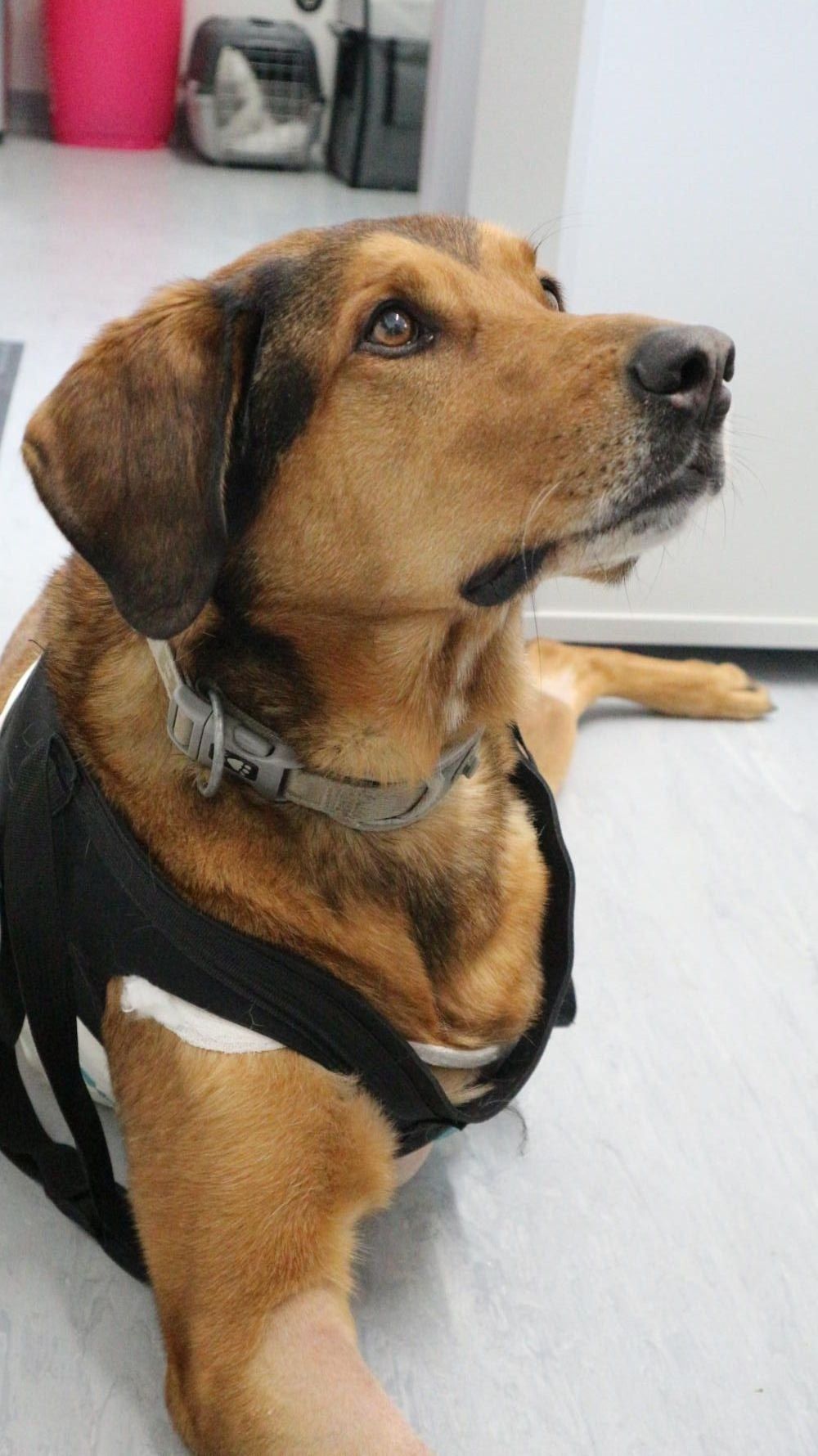 Ein Hund mit fehlendem Bein ruht sich auf dem Boden aus und zeigt eine friedliche Haltung