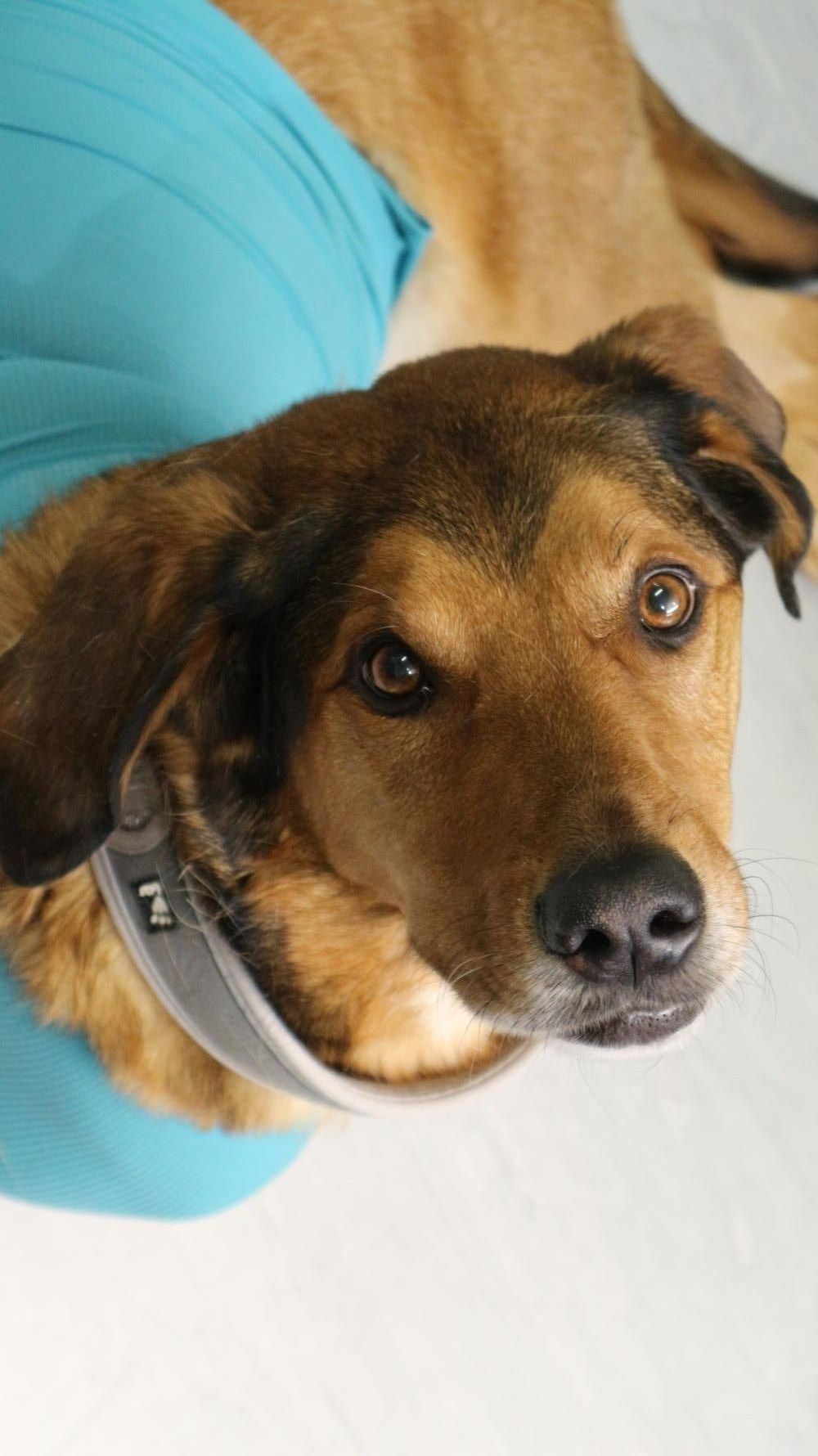 Ein Hund mit blauen Verband sitzt entspannt in einem Raum
