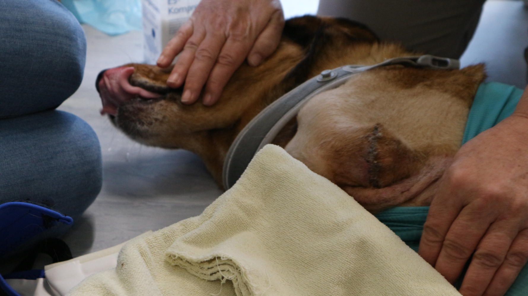 Ein Hund liegt auf einer Untersuchungsliege, das vordere Linke Bein wurde amputiert