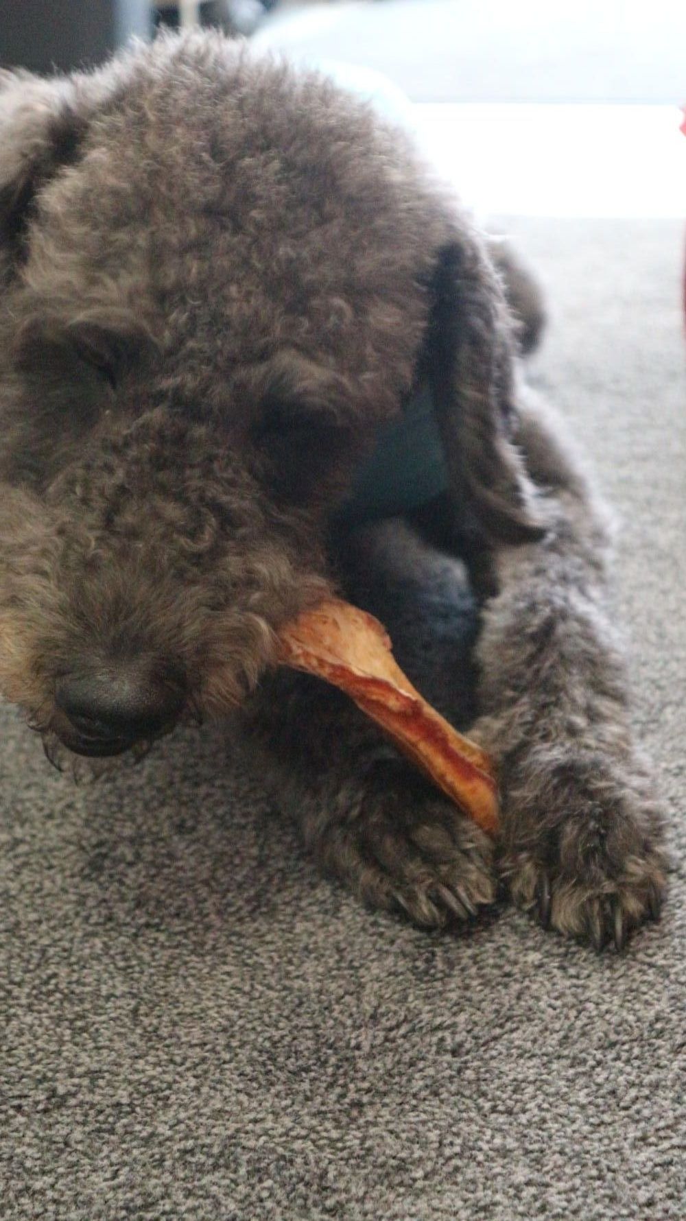 Bailey