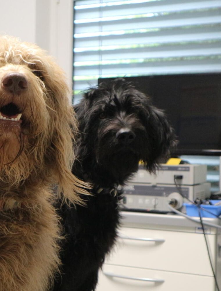 Lotti und andere Hunde