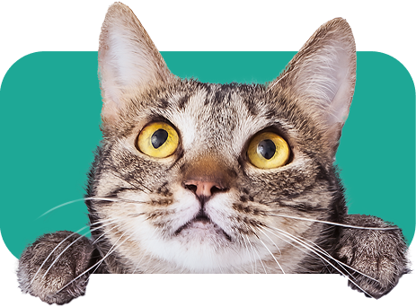 Eine neugierige Katze guckt aus einer grünen Hintergrundfläche und blickt mit großen Augen in die Kamera
