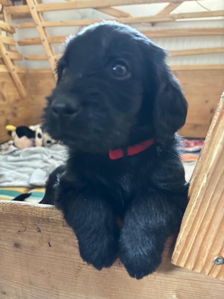 Lotti