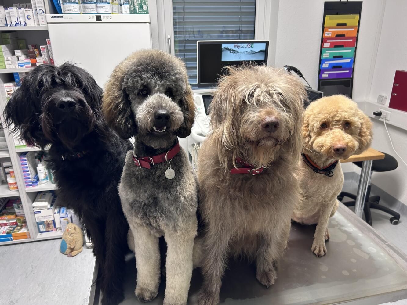 Lotti, Toni, Schoki, Gulia
