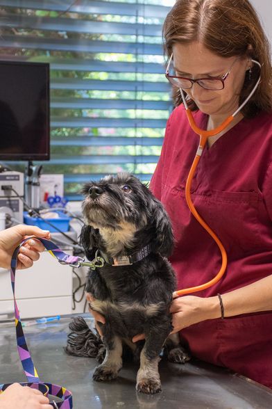 Ein Hund wird von einer Tierärztin untersucht