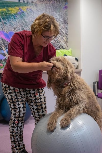 Eine Physiotherapeutin therapiert einen Hund
