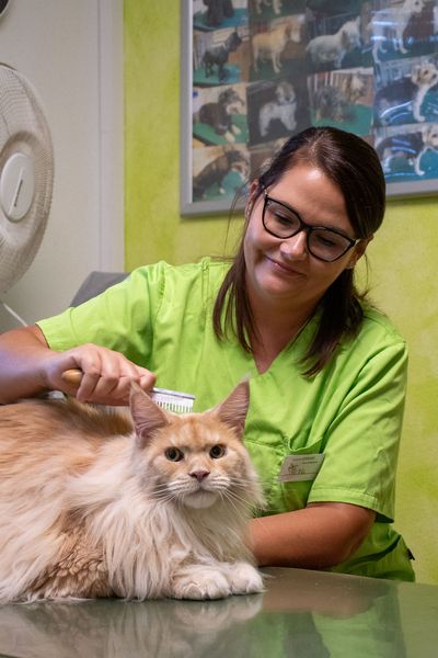 Eine Katze wird von unserer Hundefriseurin gekämmt
