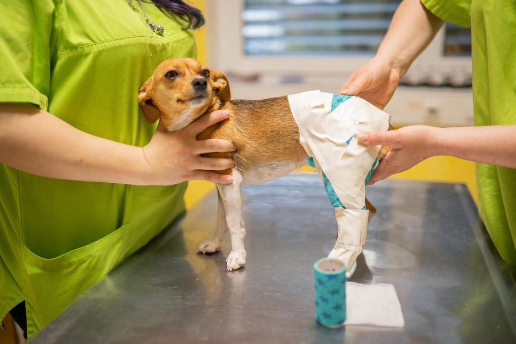 Ein Hund wird von einem Tierarzt untersucht, während er auf einem Untersuchungstisch steht