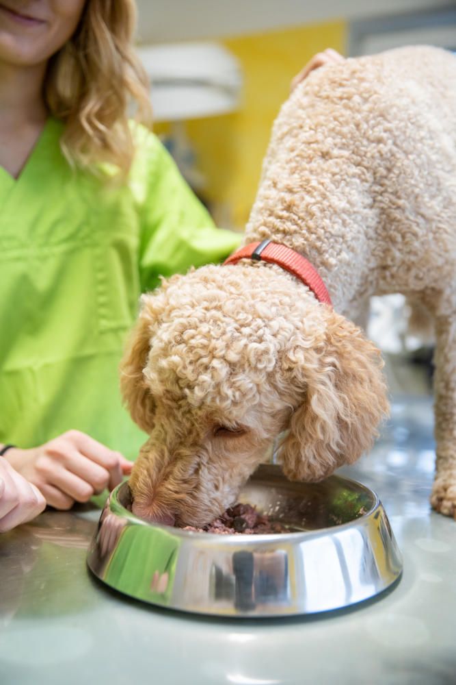 Eine Frau trägt ein grünes Shirt und gibt einem Hund Futter