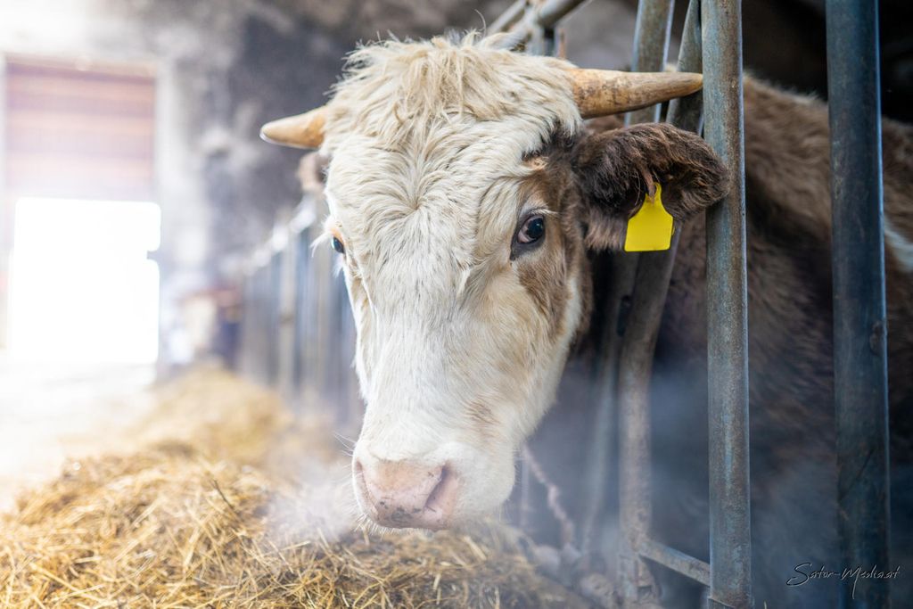 Eine Kuh mit einer auffälligen gelben Marke an ihrem Kopf