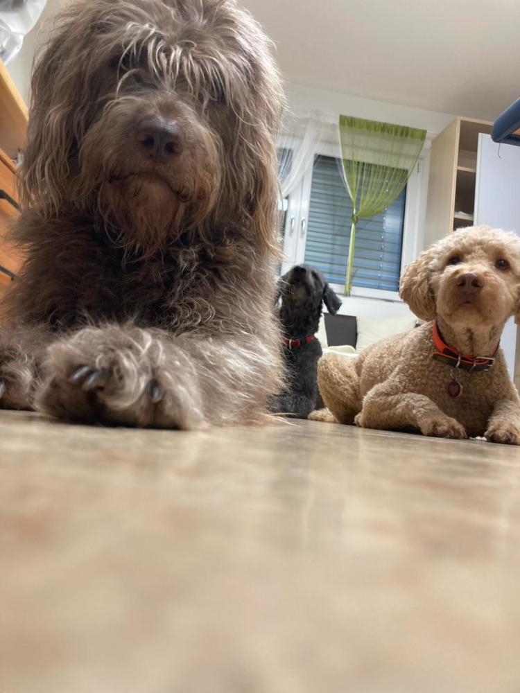 Schoki, Bailey und Gulia