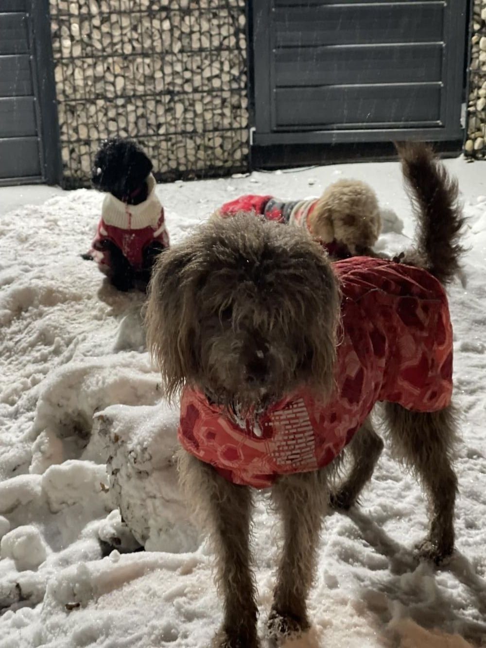 Schoki, Gulia und Baily im Schnee