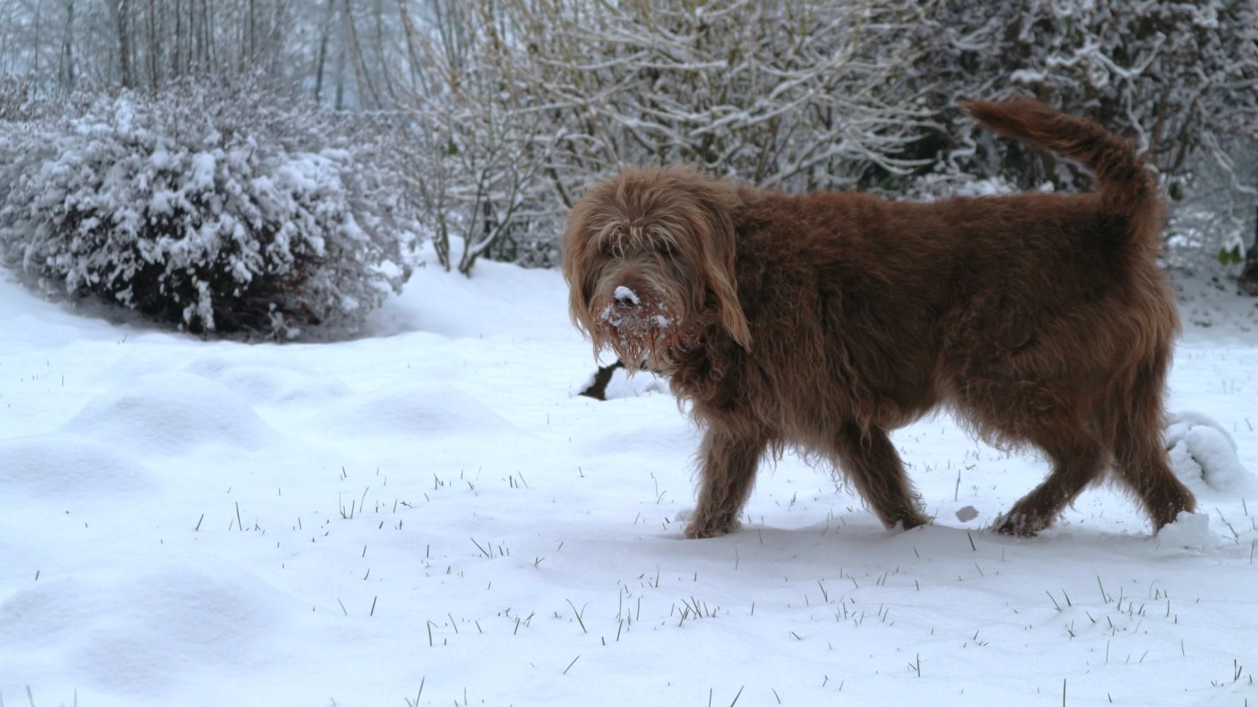 Schokilein im Schnee