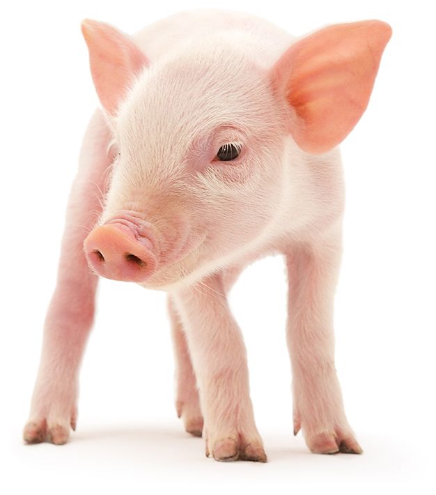 Ein kleines Schwein auf einem weißen Hintergrund