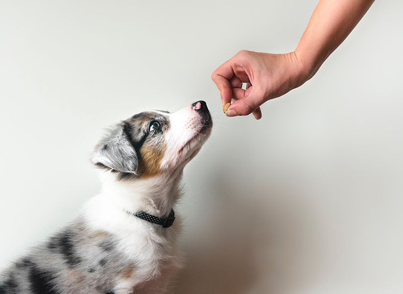 Ein Hund schaut zu einer Person auf, die über ihm steht, mit einem neugierigen und erwartungsvollen Ausdruck