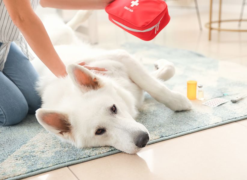 Eine Frau mit Erste-Hilfe-Box in der Hand streichelt einen weißen Hund, der auf dem Boden sitzt