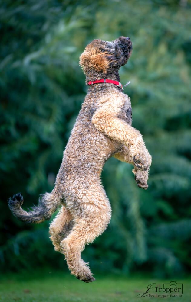Ein Hund springt in die Luft, voller Energie und Freude
