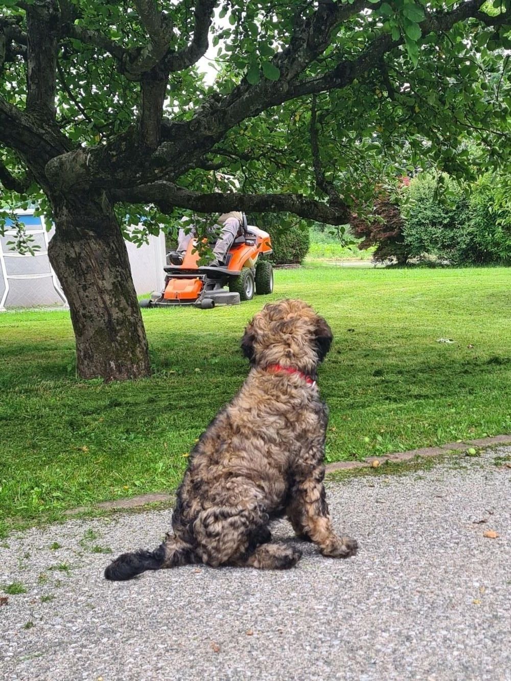 Toni vor Rasenmäher